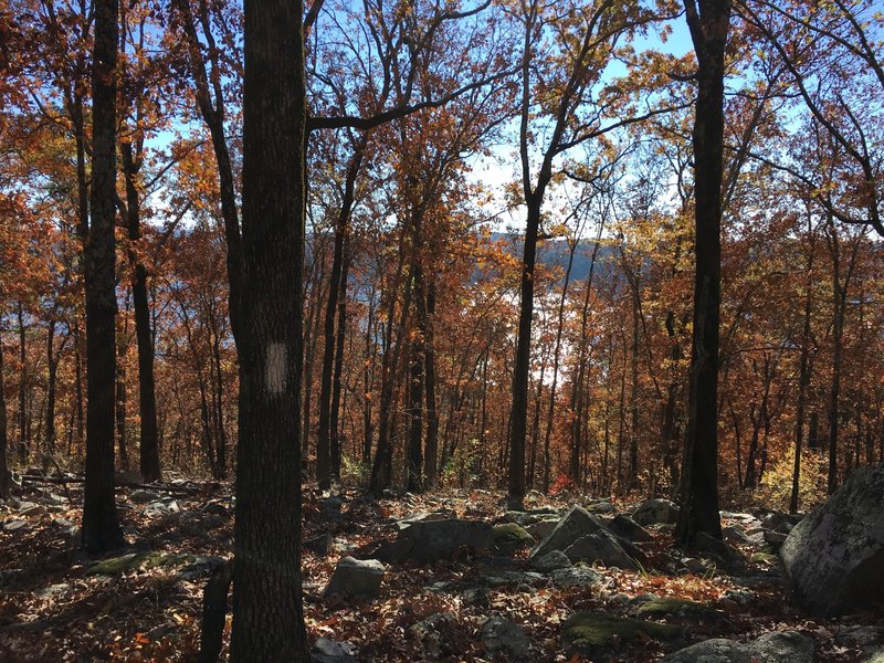 View of Lake Ouachita