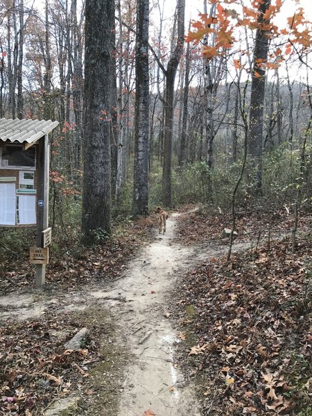 The Chesley Creek Loop crosses the Interpretive Trail at this intersection.