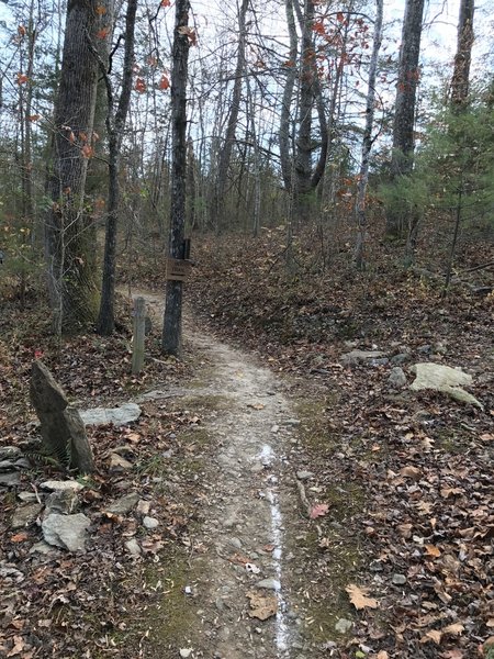 The Chesley Creek Trail crossing over the Interpretive Trail again