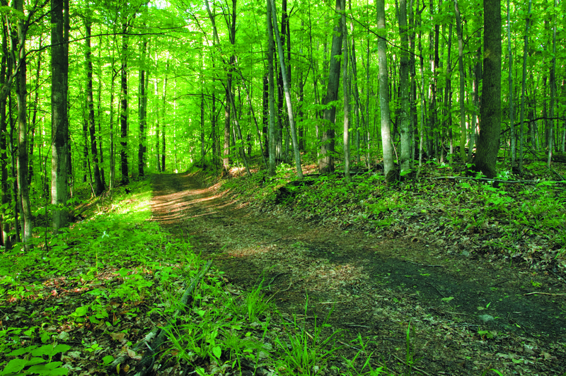 Two track trail on the Offield Family Nature Preserve