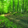 Two track trail on the Offield Family Nature Preserve