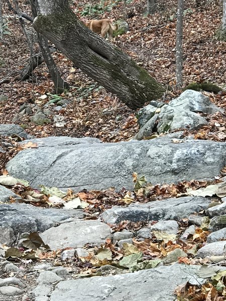 A rock step-up offers a fun challenge to riders on the Twin Lakes Trail.