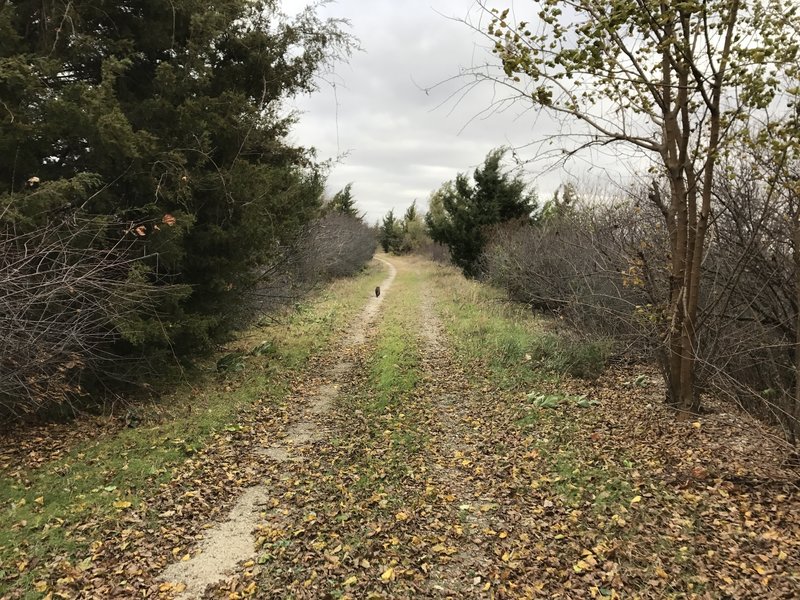 Kitty cat on the trail, it bolted when I got a little closer.