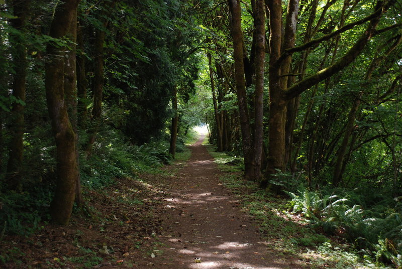 One of the wooded straights on Ellen Davis Trail.