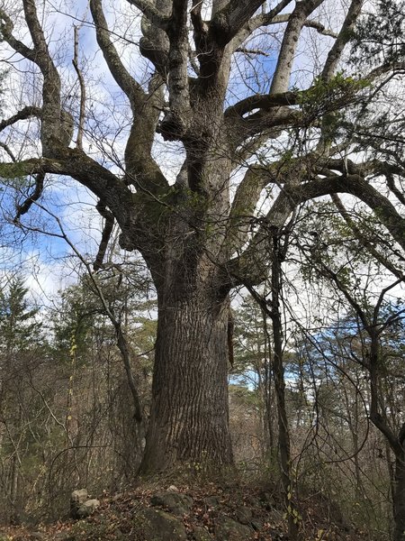 One of the largest trees on campus: the St. George poplar