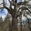 One of the largest trees on campus: the St. George poplar