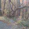 Trail access off of Gibbons Sreet gravel road.