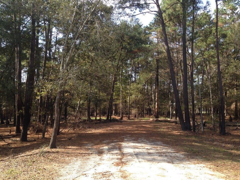 Boy Scout Field Trail: West end. Continue west on the High Road Connector to reach the grassland. (November 2016)