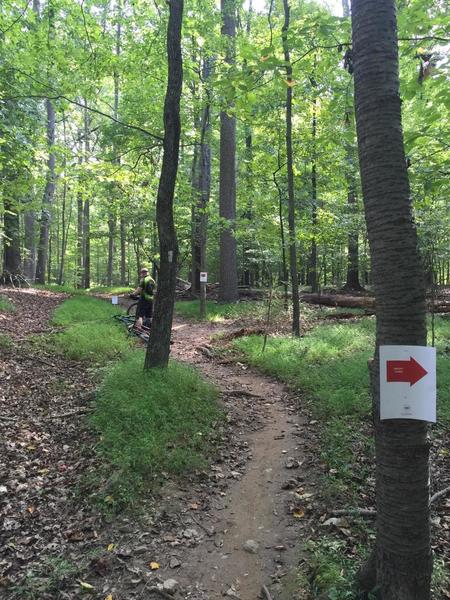 A temporary trail marking for Patapsco Trailfest 2016