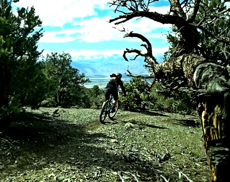 A long singletrack descent offers riders a view of the Sierra.