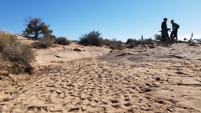 Recent rain created desert art in the sand.