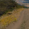 Prospector's Gap Fire Road makes for easy link-ups in Mount Diablo State Park.