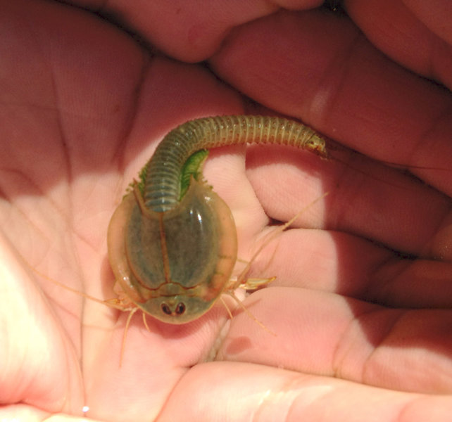 Awesome Triops from a Slickrock Trail pothole. These guys are one really good reason why you must stay on the trail and out of the dirt and water!