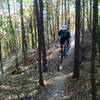The tight pine trees on Peak Attack provide a welcome challenge for riders of all skill levels.