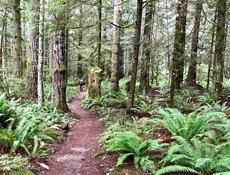 The OAT offers visitors a great taste of classic Pacific Northwest singletrack.