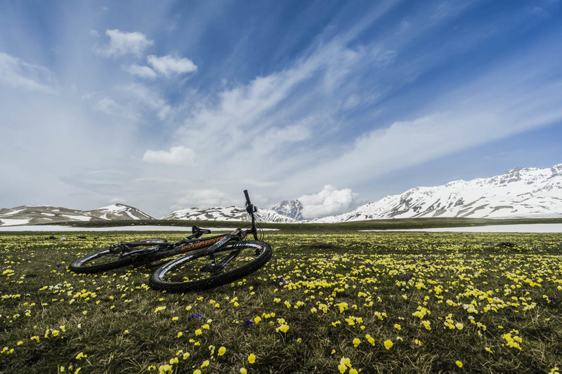 Wildflowers in bloom in early spring in the Campo Imperatore (Emperor's Field) with Corno Grande in the background