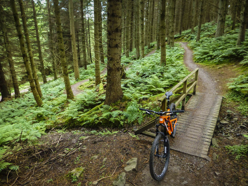 Switchbacks in the lush forest climbing the Red Route in Glentress