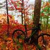 Fall foliage and the underwater forest