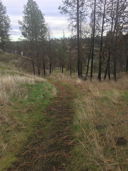 Beginning of the singletrack descent down to the lake.