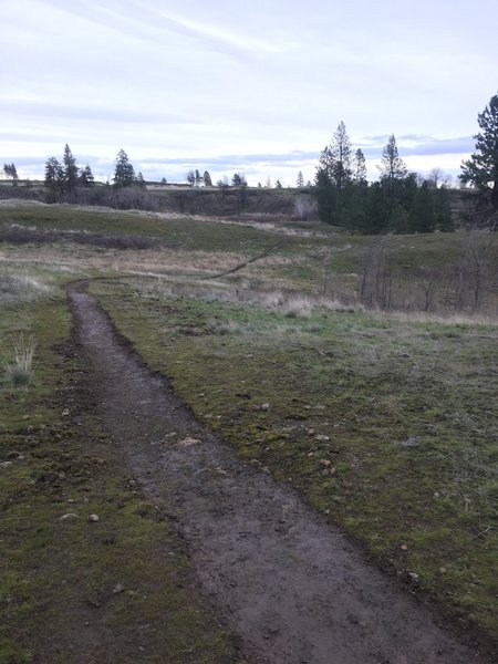 Newly constructed singletrack from here back to the car. Thank you BLM!