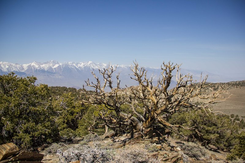 A nearby view of the Sierra from Papoose Flat Loop.