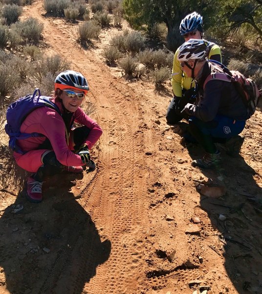 Mountain lion tracks on the trail. It is a wild place.