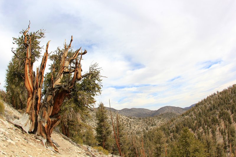 Ancient Bristlecone Pine overlooking the mountains along White Mountain Road.