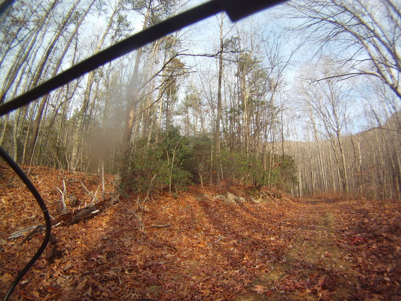 Harriet Cove Road (FS5011) harbors a side trail on the left hidden in mountain laurel.