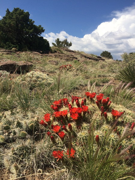 Blooming cactus cover the Pronghorn hillsides in late May/early June