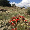 Blooming cactus cover the Pronghorn hillsides in late May/early June