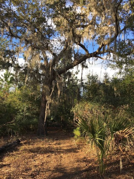 This is one of the largest oaks on the property (So far...).