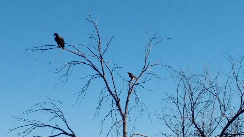 Golden eagles perch in trees along the Rocky Mountain Arsenal Perimeter Trail.