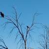 Golden eagles perch in trees along the Rocky Mountain Arsenal Perimeter Trail.