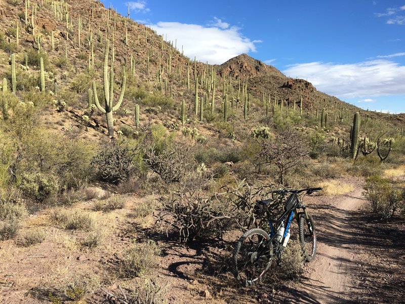 Riding through a forest of a different flavor along the Yetman Trail in Tucson Mountain Park