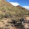 Riding through a forest of a different flavor along the Yetman Trail in Tucson Mountain Park