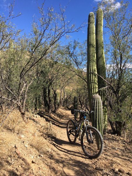 The trail travels in close quarters with some of the local Saguaros.