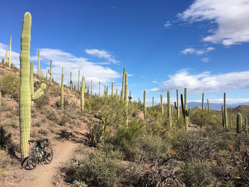 A smooth section of singletrack makes for a great cruise through the Saguaro forest on Beer Garden.