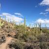 A smooth section of singletrack makes for a great cruise through the Saguaro forest on Beer Garden.