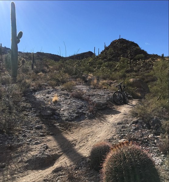 Whether it's headed up or down or through smooth or chunky, Beer Garden is a forever-changing trail.