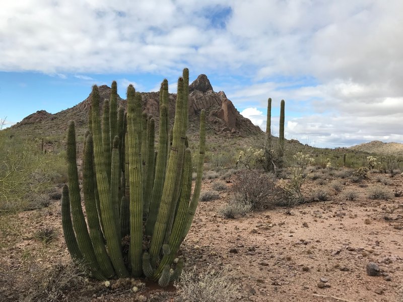 Organ Pipe Cactus abound!