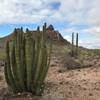 Organ Pipe Cactus abound!