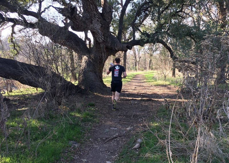 The big Live Oak on the multi-use Coyote Run Trail.