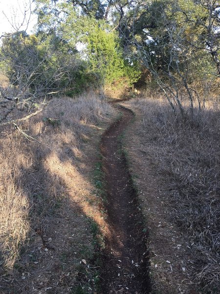 The start of the downhill on Bird's Nest Trail.