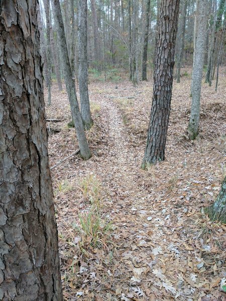 Ditch Crossing on the north end of the Bartram Trail.