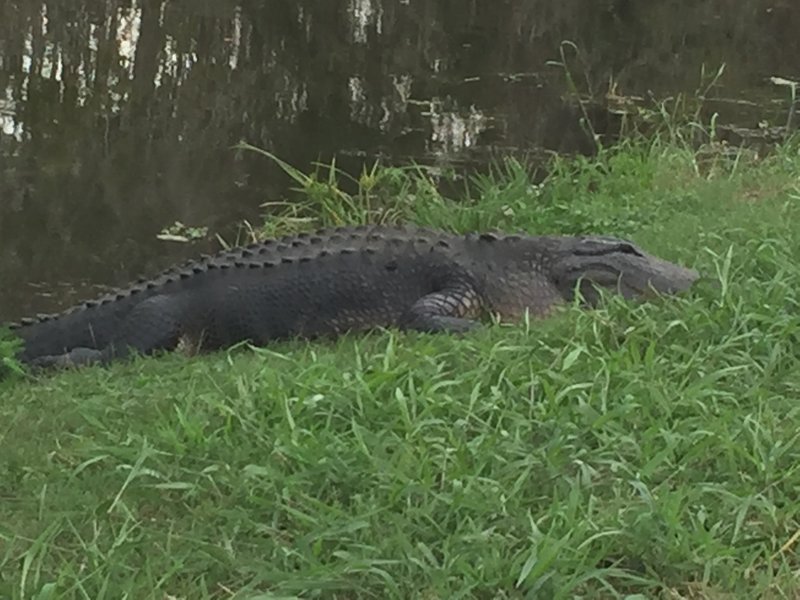 Enjoying the sun at Lake Apopka!