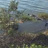 There's more than logs lurking in the water near the Lake Apopka Loop Trail.