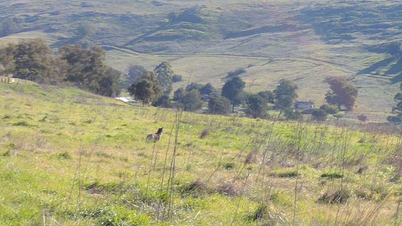 A coyote looks for food in Santa Teresa County Park.