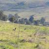 A coyote looks for food in Santa Teresa County Park.