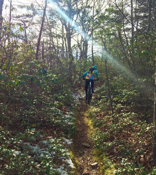 Grinding up the Sulphur Springs Gap Trail.