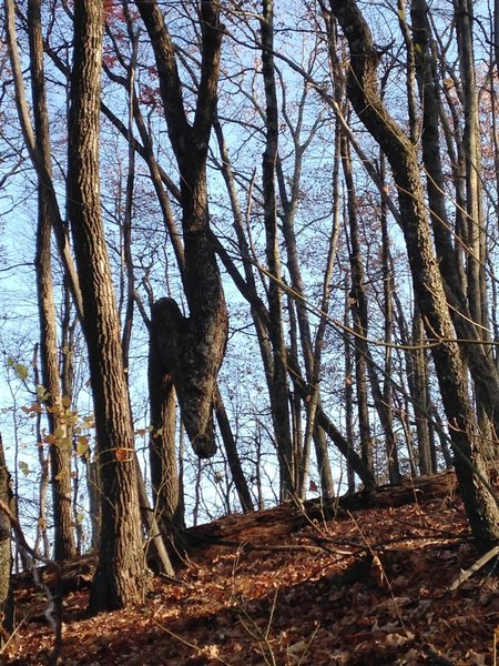 See the famous Deer Tree on the Oak Trail at Flag Rock Area Trails.